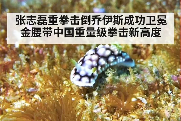 张志磊重拳击倒乔伊斯成功卫冕金腰带中国重量级拳击新高度