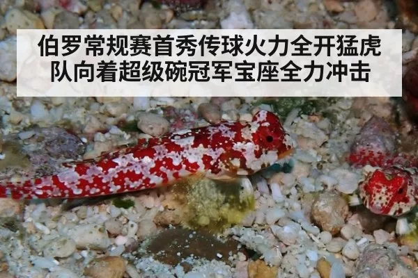 伯罗常规赛首秀传球火力全开猛虎队向着超级碗冠军宝座全力冲击